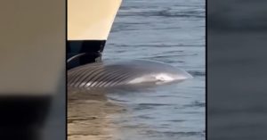 Νέα Υόρκη: Κρουαζιερόπλοιο χτύπησε φάλαινα υπό εξαφάνιση &#8211; Την έσερνε νεκρή στην πλώρη του (Video)