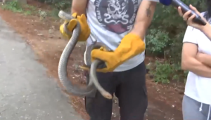 Φίδι μήκους δύο μέτρων «τρύπωσε» σε ντουζιέρα στο Πανόραμα &#8211; Το απομάκρυναν εθελοντές (Video)