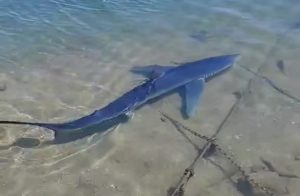Καρχαριοειδές εντοπίστηκε να κολυμπάει σε παραλία της Αττικής (Video)
