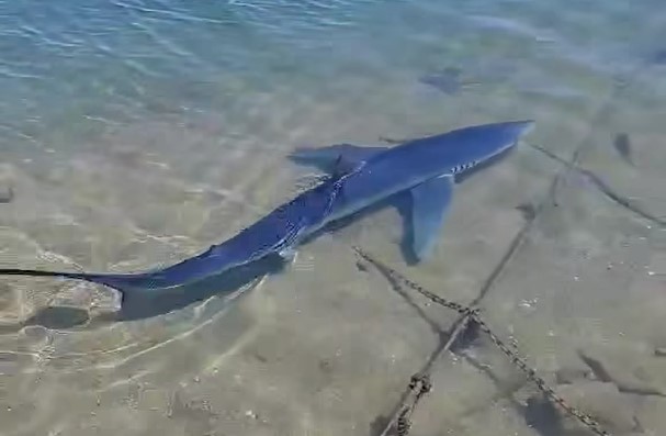 Καρχαριοειδές εντοπίστηκε να κολυμπάει στη μαρίνα της Γλυφάδας (Video)