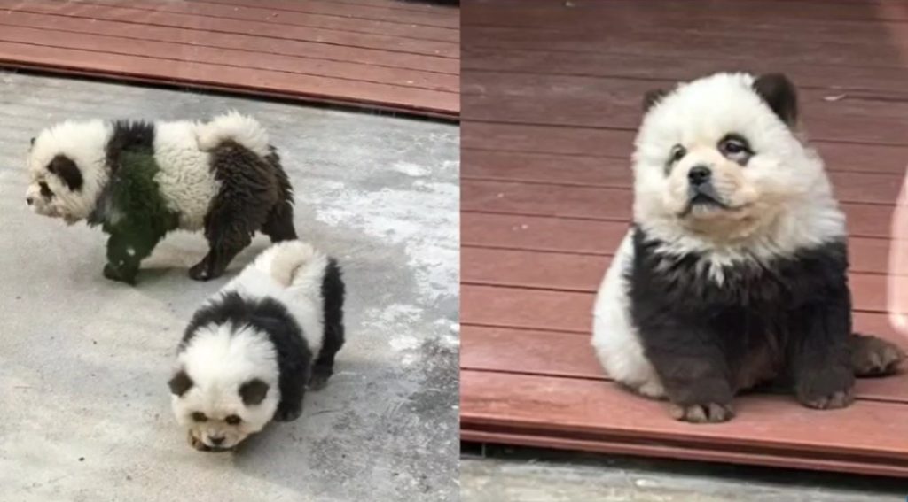 Σάλος με ζωολογικό κήπο στην Κίνα – Έβαψαν σκύλους για να μοιάζουν με… πάντα (Videos)