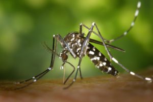 «Καμπανάκι» ΕΟΔΥ για τον ιό Δυτικού Νείλου: Προσοχή στα κουνούπια &#8211; Τα μέτρα προστασίας