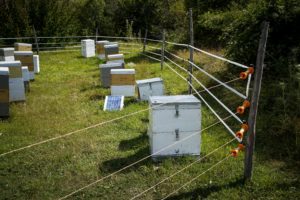 Λέσβος: Επίθεση από μέλισσες σε επιβάτες αυτοκινήτου &#8211; Οι πρώτες πληροφορίες
