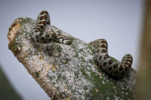 Φίδια προκαλούν πανικό στη Νότια Εύβοια &#8211; «Σκαρφαλώνουν μέχρι και στα παρμπρίζ»