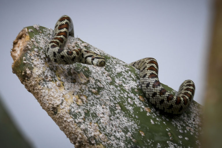 Φίδια προκαλούν πανικό στη Νότια Εύβοια – «Σκαρφαλώνουν μέχρι και στα παρμπρίζ»