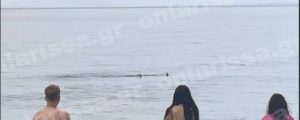 Αναστάτωση στη Λάρισα: Καρχαρίας έκανε… βόλτες σε παραλία