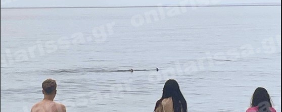 Αναστάτωση στη Λάρισα: Καρχαρίας έκανε… βόλτες σε παραλία