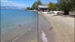 Μεγάλο φίδι βγήκε από το νερό και προκάλεσε αναστάτωση σε παραλία της Πάτρας (Video)