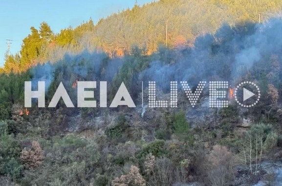 Φωτιά σε αναγεννημένο δάσος στον Πύργο – Υπό μερικό έλεγχο το μέτωπο