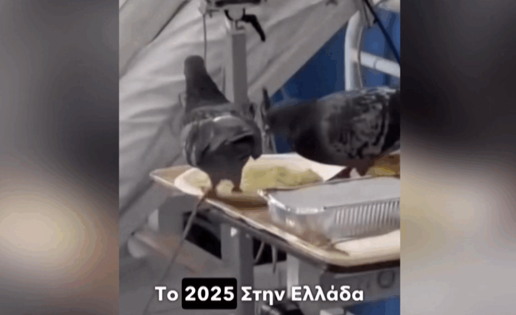 Περιστέρι τρώει φαγητό ασθενή μέσα σε νοσοκομείο – Καταγγελία γιατρού (Video)