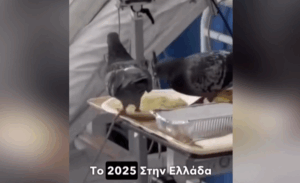 Περιστέρι τρώει φαγητό ασθενή μέσα σε νοσοκομείο &#8211; Καταγγελία γιατρού (Video)