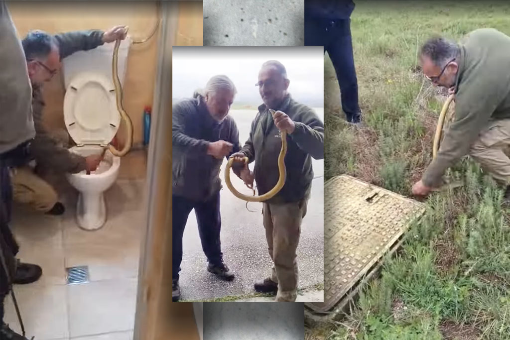 Έβγαλαν φίδι από λεκάνη τουαλέτας στην Καστοριά – «Συγγνώμη αν τρόμαξα κάποιους…» (Video)