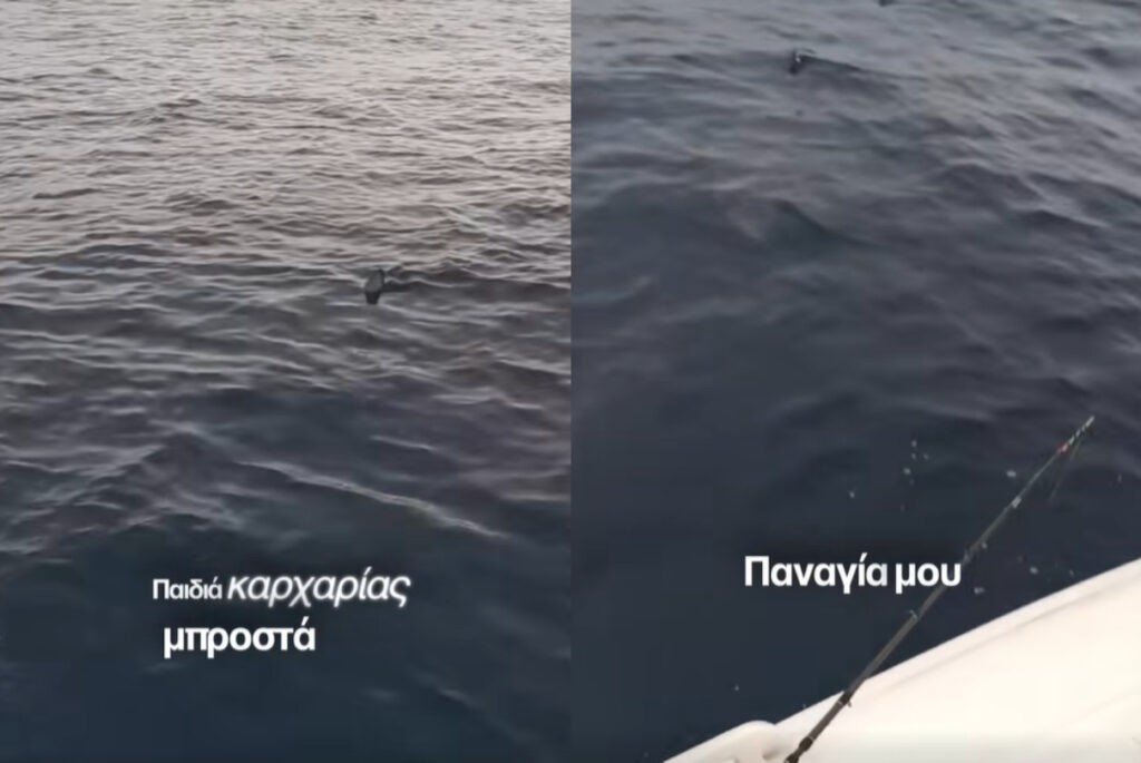 Μεγάλος καρχαρίας εμφανίστηκε στην Κέρκυρα – «Δεν κάθεσαι ήσυχα γιατί τρέμω;» (Video)