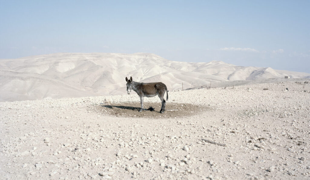 ΕΜΣΤ: «Why Look at Animals; Δικαιοσύνη για τη μη ανθρώπινη ζωή»