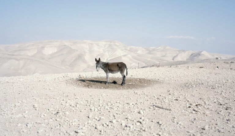 ΕΜΣΤ: «Why Look at Animals; Δικαιοσύνη για τη μη ανθρώπινη ζωή»