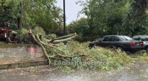 Προβλήματα από μπουρίνι στη Λαμία: Πτώσεις δέντρων και διακοπές ρεύματος