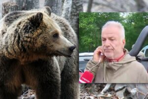 Δράμα: «Αφού τον έσπρωξε, έχω απώλεια μνήμης» &#8211; Τι λέει ο δεύτερος ορειβάτης που σώθηκε από την επίθεση αρκούδας (Video)
