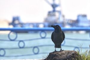 Ναυάγησε μαούνα στον Κόλπο του Σουέζ &#8211; Τουλάχιστον 4 νεκροί