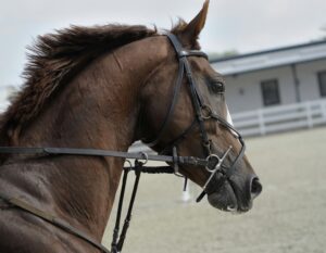 Μυτιλήνη: Μάχη για τη ζωή δίνει 20χρονος που δέχθηκε χτύπημα στο κεφάλι από το άλογό του σε πανηγύρι 